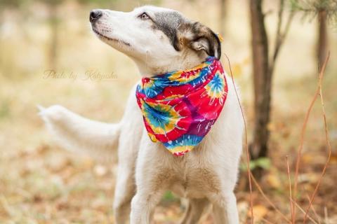 В дар собаку. Нежную Беллу хотели утопить в гудроне. Фото3 В дар собаку. Нежную Беллу хотели утопить в гудроне. Фото3