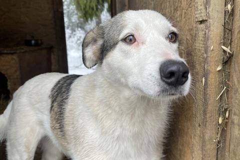 В дар собаку. Нежную Беллу хотели утопить в гудроне. Фото4 В дар собаку. Нежную Беллу хотели утопить в гудроне. Фото4