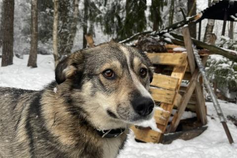 В дар собаку. Малышка Найда ищет дом. Фото4