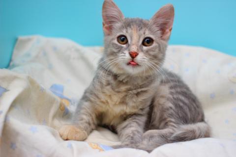 В дар кошку. Прелестная малышка Славушка! Котенок в добрые руки. Фото1