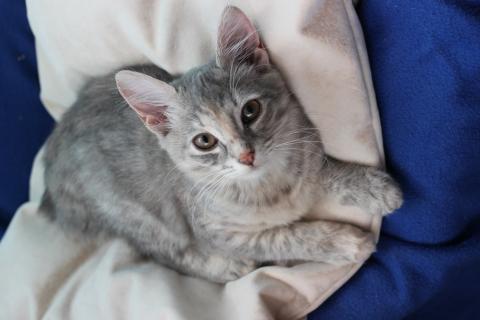 В дар кошку. Прелестная малышка Славушка! Котенок в добрые руки. Фото3