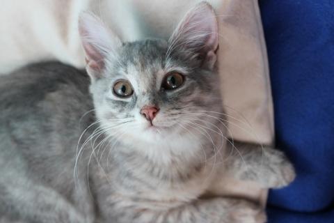 В дар кошку. Прелестная малышка Славушка! Котенок в добрые руки. Фото4