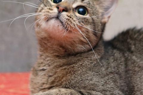 В дар кошку. Ищет дом молодой тигровый котик Сема. Фото3