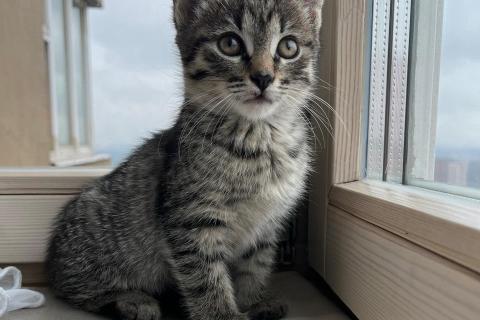 В дар кошку. Ника и Сима ищут дом и самых лучших хозяев. Фото2