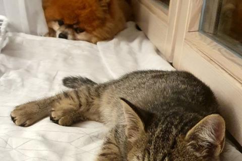 В дар кошку. Ника и Сима ищут дом и самых лучших хозяев. Фото3