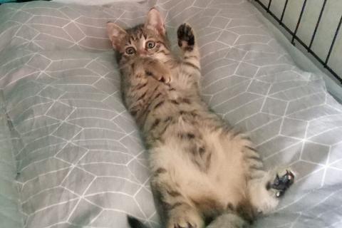 В дар кошку. Ника и Сима ищут дом и самых лучших хозяев. Фото4