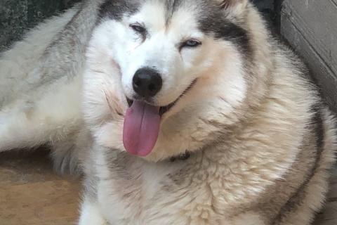 В дар собаку. Хаски Мелисса ищет дом. Фото3