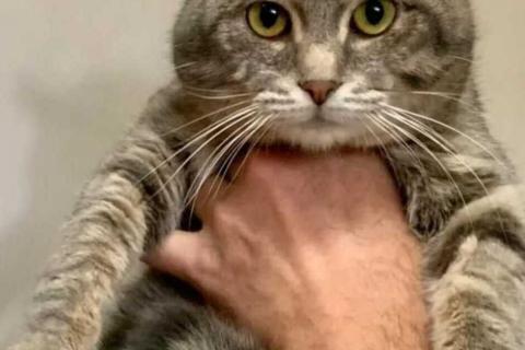 В дар кошку. Князь Серебряный — котик Кисыч ищет дом. Фото1