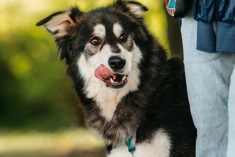 В дар собаку. Чудесная собака в поисках семьи!. Фото4