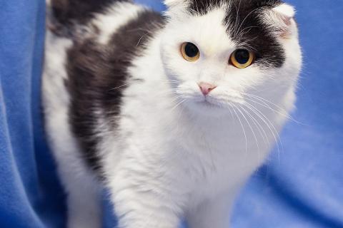 В дар кошку. Добрая ласковая вислоухая кошка Ксюшенька ищет дом. Фото1