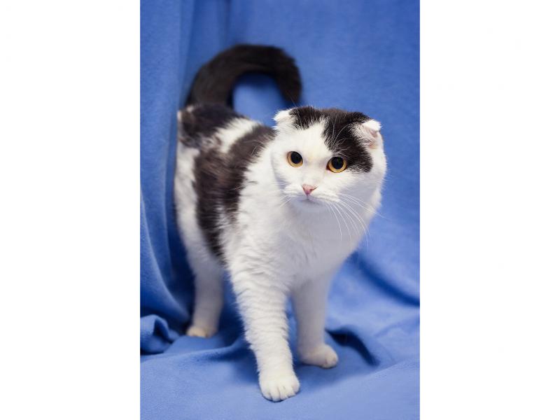 В дар кошку