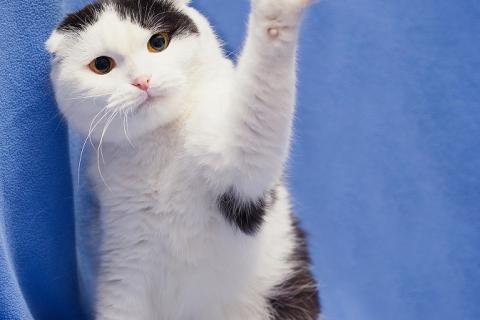 В дар кошку. Добрая ласковая вислоухая кошка Ксюшенька ищет дом. Фото2