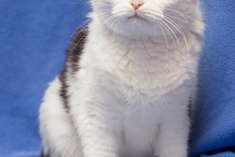 В дар кошку. Добрая ласковая вислоухая кошка Ксюшенька ищет дом. Фото3