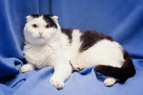 В дар кошку. Добрая ласковая вислоухая кошка Ксюшенька ищет дом. Фото4