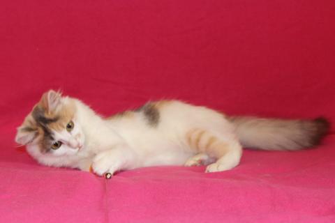 В дар кошку. Пушистый трехцветный котёнок Мила в добрые руки. Фото4