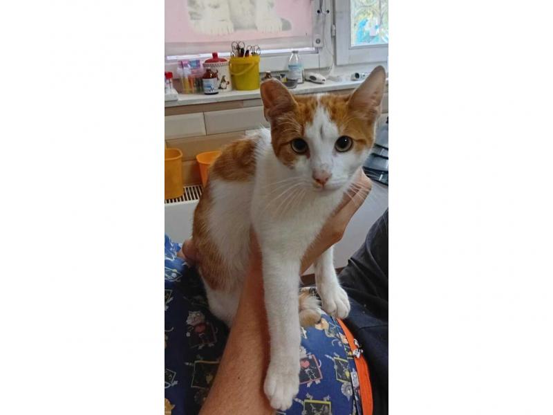 В дар кошку