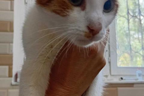 В дар кошку. Рыжий котёнок Серго в добрые руки. Фото2