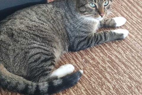 В дар кошку. Кот Художник ищет дом и вдохновение. Фото1