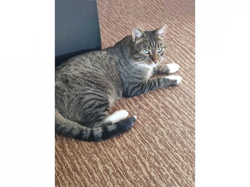 В дар кошку