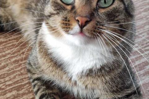 В дар кошку. Кот Художник ищет дом и вдохновение. Фото2