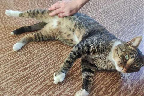 В дар кошку. Кот Художник ищет дом и вдохновение. Фото3