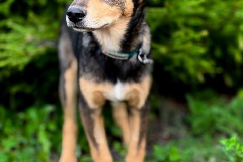 В дар собаку. Маленькая принцесса Рита с умными глазами в поисках своего дома. Фото3