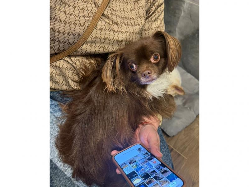 В дар собаку