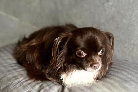 В дар собаку. Шоколадная чихуахуа Алексей в добрые руки. Фото3