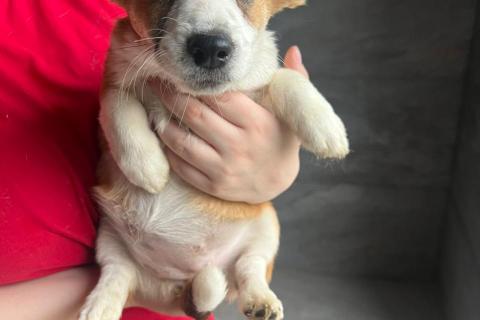 В дар собаку. Щенки метисы вельш корги и джек-рассел-терьера. Фото1