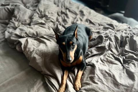 В дар собаку. Цвергпинчер в добрые руки. Фото3