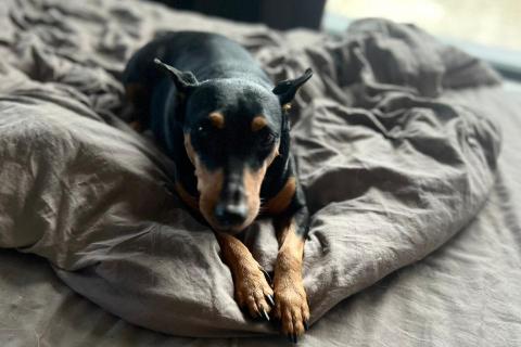 В дар собаку. Цвергпинчер в добрые руки. Фото4