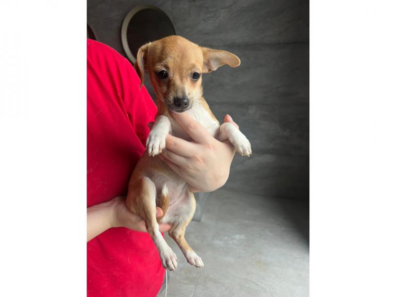 В дар собаку