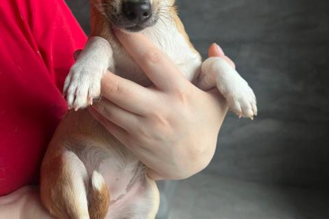 В дар собаку. Щенки той-фокстерьера в дар. Фото2