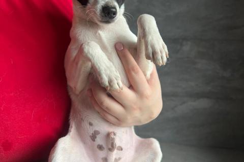 В дар собаку. Щенки той-фокстерьера в дар. Фото3