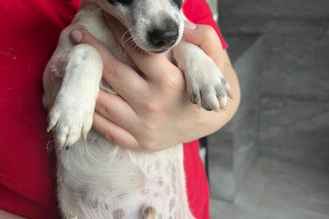 В дар собаку. Щенки той-фокстерьера в дар. Фото4