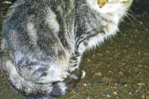 В дар кошку. Маленькое сердце, брошенное на дачах, ищет дом. Фото1