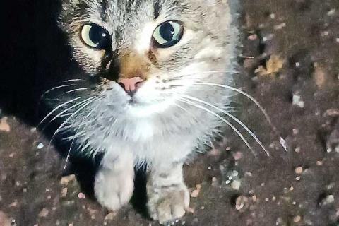 В дар кошку. Маленькое сердце, брошенное на дачах, ищет дом. Фото2