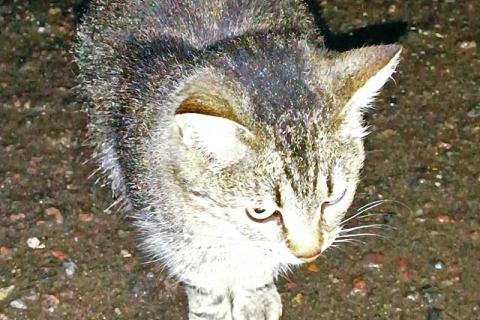 В дар кошку. Маленькое сердце, брошенное на дачах, ищет дом. Фото3