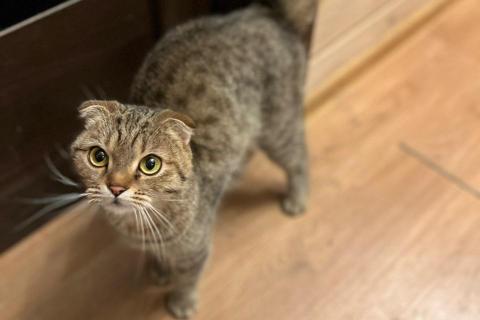 В дар кошку. Шотландская вислоухая кошка в дар. Фото3