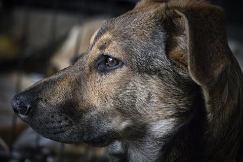 В дар собаку. Акио - ласковый малыш в поисках дома. Фото1