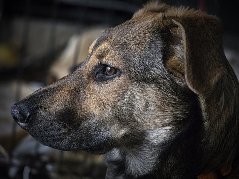 В дар собаку