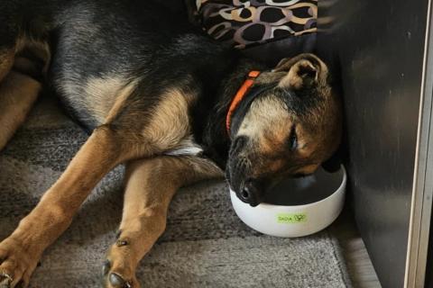 В дар собаку. Акио - ласковый малыш в поисках дома. Фото3