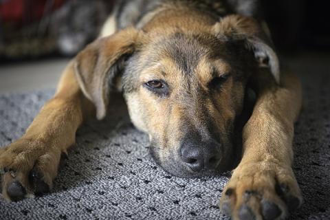 В дар собаку. Акио - ласковый малыш в поисках дома. Фото4