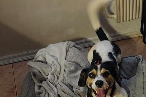 В дар собаку. Коротколапик Рони - метис джек рассела ищет дом!. Фото1