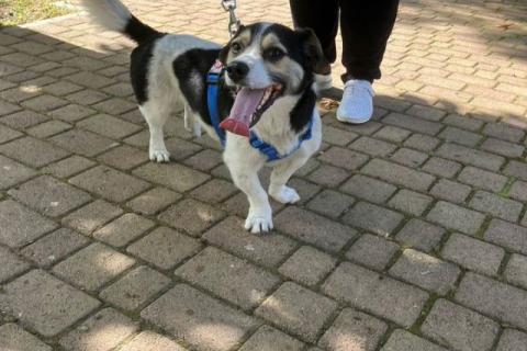 В дар собаку. Коротколапик Рони - метис джек рассела ищет дом!. Фото2