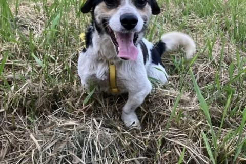 В дар собаку. Коротколапик Рони - метис джек рассела ищет дом!. Фото3