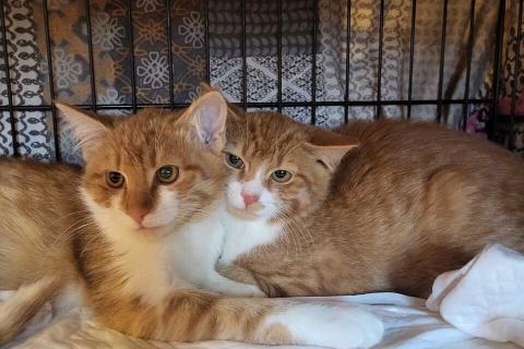 В дар кошку. Рыжие котята в добрые руки. Фото2