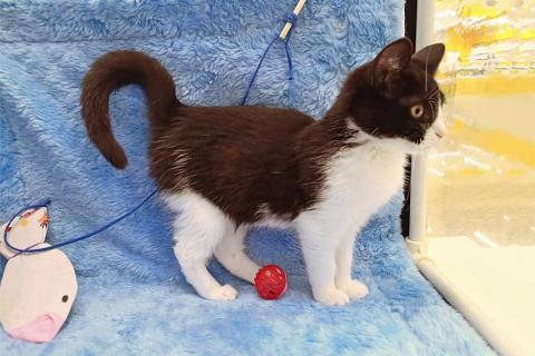 В дар кошку. Котёнок девочка маркизного окраса по имени Носюша ищет дом. Фото1