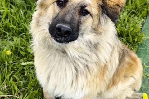 В дар собаку. Пушистый пёс Джек ищет дом. Фото1