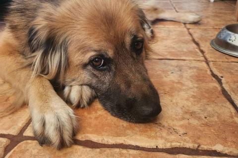 В дар собаку. Пушистый рыжий пёс Миша в добрые руки. Фото4